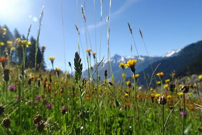 Edelweiss