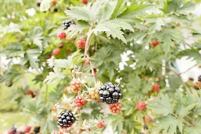 Casa Mare Baltico Reethaus