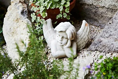 Holunderblüte (Kategorie B - Anfrage)
