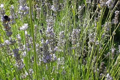 Meer u. Achterwasser