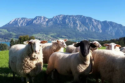 Ferienzimmer Veilchen, Gänseblümchen,...