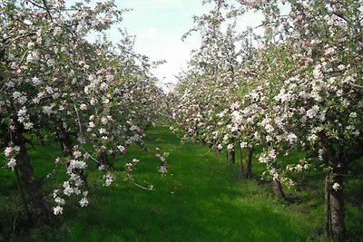 Appartamento Vacanza con famiglia Drochtersen Krautsand