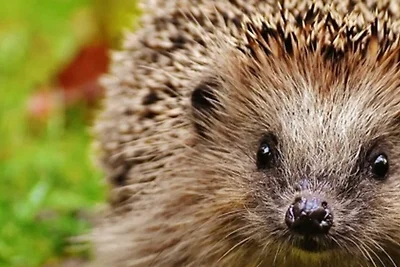 FeWo Gänseblümchen OG Objekt-ID 121110