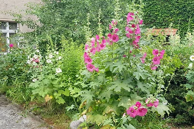 Vakantieappartement Gezinsvakantie Wolgast