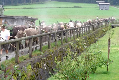 Appartamento Vacanza con famiglia Au in Vorarlberg