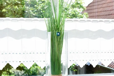 Vakantieappartement Gezinsvakantie Carolinensiel