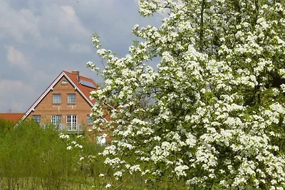 Appartement Vacances avec la famille Drochtersen Krautsand