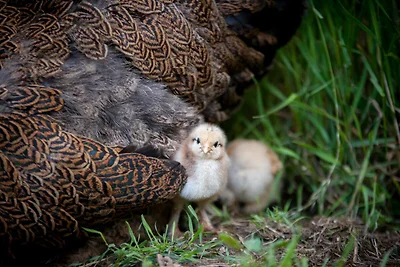 Ferienwohnung Turmfalke, Terrasse
