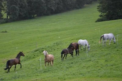 FW Haflinger