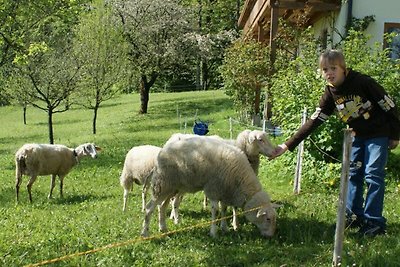 Ferienwohnung Ahorn