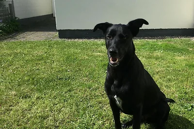 Vakantieappartement Gezinsvakantie Westerdeichstrich