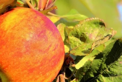 FeWo Gänseblümchen OG Objekt-ID 121110