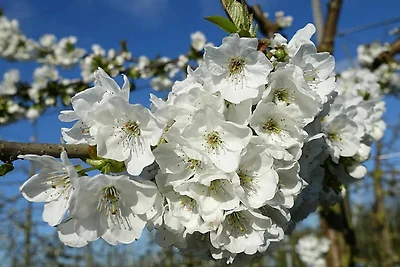 Fewo Rudis Obstgarten Wohnung Lühe