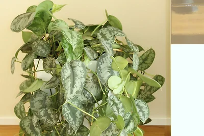 Vakantieappartement Gezinsvakantie Schuttertal