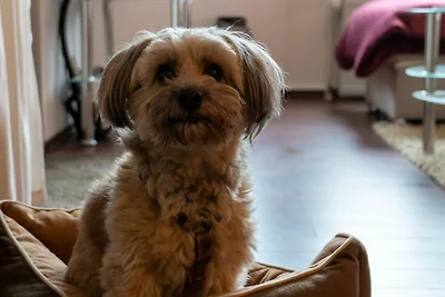 Fewo, Hunde erwünscht, 1 Schlafzimmer, Herrli...