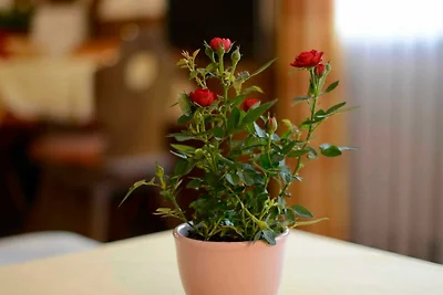 Vakantieappartement Gezinsvakantie Jungholz