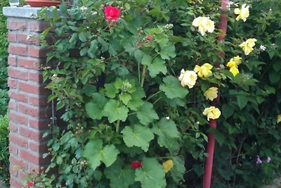 Feldblick, Fewo 25 m²