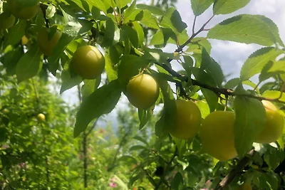 Appartamento Vacanza con famiglia Erbach im Odenwald