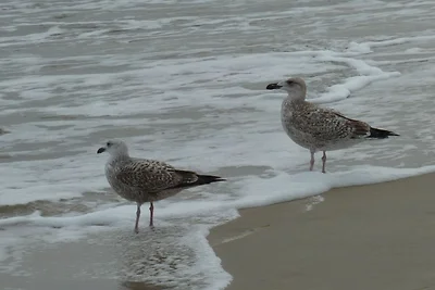 Strandmöwe