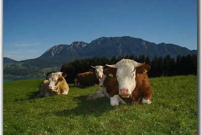 Vakantieappartement Gezinsvakantie Unterach am Attersee