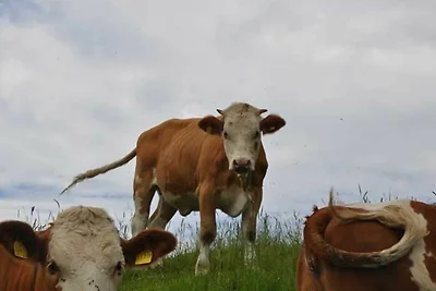 Vakantieappartement Gezinsvakantie Fischbachau