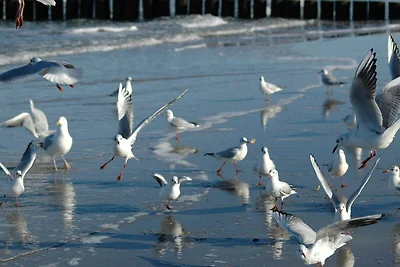 Ferienwohnung Ostseekrabbe 1a alt