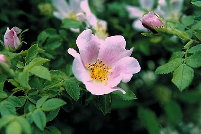Ferienhaus Heckenrose
