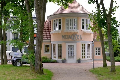 Muschel Whg. Schildkröte