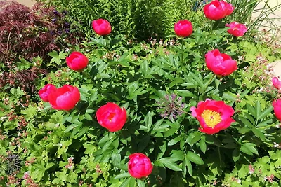 Ferienwohnung Apfelblüte