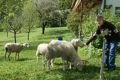 Ferienzimmer Gänseblümchen , Schlüsselblume,...