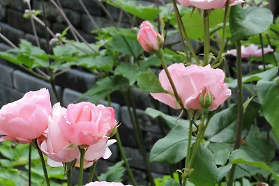 Reinhardt Apartment mit Balkon