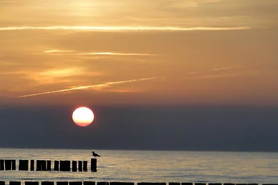 Bucheneck WE 13 SNR: 60