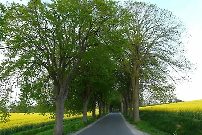 Dornbusch