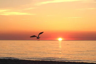 Küstenwald - Ferienwohnung Seeigel