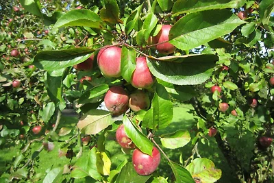 Ferienhaus 112 Scout 60qm für max.