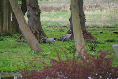 Slot/Kasteel Vakantieparken en clubs Walkendorf