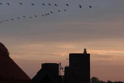Kranichüberflug