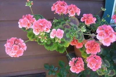 Appartamento Vacanza con famiglia Schliersee