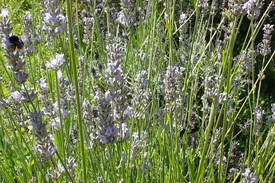 Meer u. Achterwasser