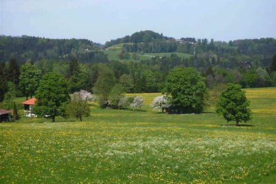 Kuckucksnest Ferienwohnung