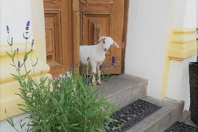 Vakantieappartement Gezinsvakantie Lübbenau