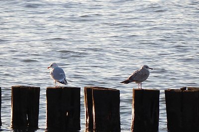 Ferienwohnung am Meer -7-