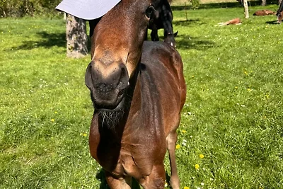 5) FeWo 5-Raum (139m², 8 Pers.