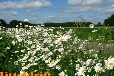 Hüsschen an de Mitteldrift