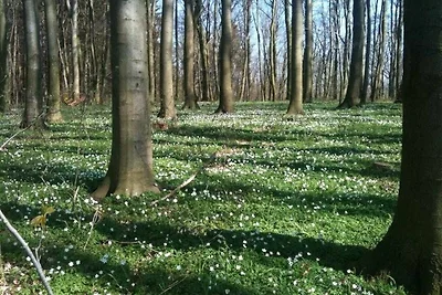 4-Raum-Ferienhaus mit Kamin (max. 6 Personen)