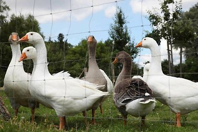 Appartamento Vacanza con famiglia Papendorf