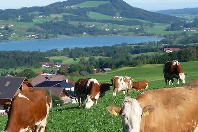 apartman za odmor Obiteljski odmor Zell am Moos