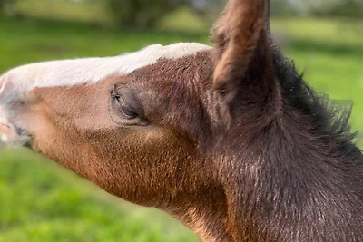 1) FeWo 2-Raum (50m², 2 Pers.