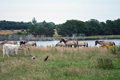 Das Ferienhaus am Feld