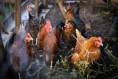 Ferienwohnung Kleines Mehr